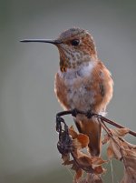 Hummer4.jpg
