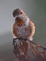 Hummer2.jpg