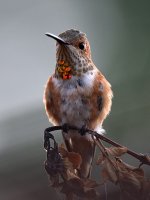 Hummer.jpg