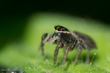 Jumping spider profile-.jpg