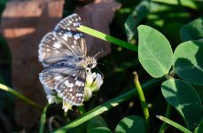 26th Aug 2015 034.JPG