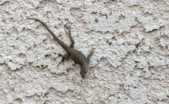 26th Aug 2015 038.JPG