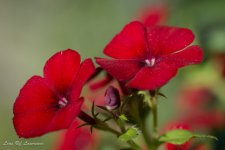 Red petals-1008801.jpg