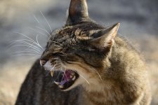 Abel The cat # 4533778.jpg