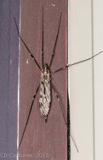 Insects-2353.jpg