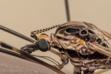 Insects-2354.jpg