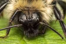 Insects-2382.jpg