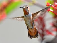 Hummer22.jpg
