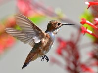 Hummer20.jpg