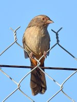 Towhee.jpg