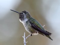 Hummer.jpg