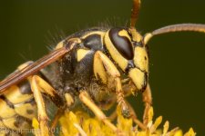 Insects-2418.jpg
