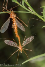 Insects-2393.jpg