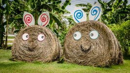bunnies-1.jpg
