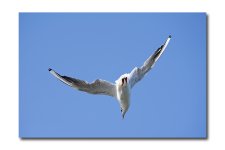 DSC_1463.jpg