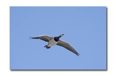 DSC_1480.jpg