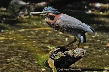 heron.jpg