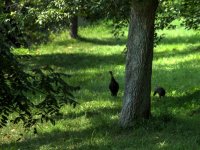 turkeys sm.jpg