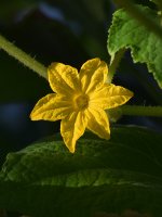 SquashFlower.jpg