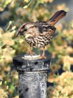 Sparrow.jpg
