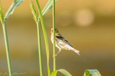 20150828-_D713380.jpg