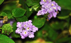 27th Aug 2015 020.JPG