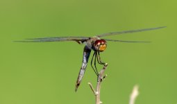 28th Aug 2015 012.JPG