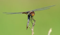 28th Aug 2015 015.JPG