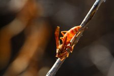 28th Aug 2015 024.JPG