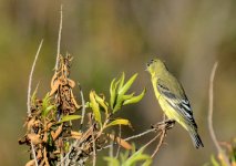 28th Aug 2015 046.JPG