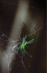 spider.jpg