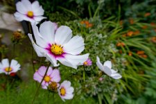 DSC_0227.jpg