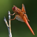 DragonFly4.jpg