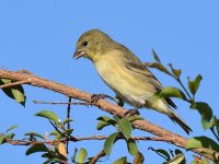 Finch.jpg