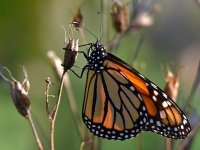 Monarch.jpg