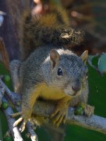 Squirrel.jpg