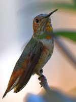 Hummer.jpg