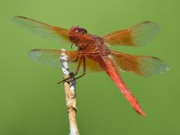 DragonFly3.jpg