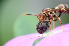 _DSC2654 (1000x667).jpg