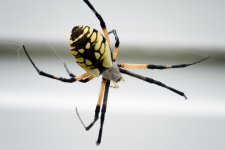 _DSC2565-Edit (1000x667).jpg