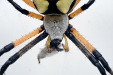 _DSC2578-Edit (1000x667).jpg