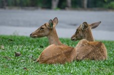 two-deer-1.jpg