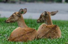 two-deer1-1.jpg