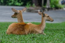 two-deer1-2.jpg