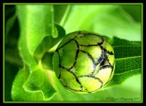 Zinnia Bud 8-29-15.jpg