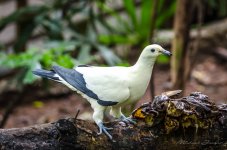 white-birds-1.jpg