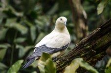 white-birds-2.jpg