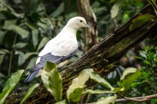 white-birds-3.jpg