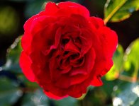 rfed rose p.jpg