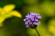 DSC_4839.jpg